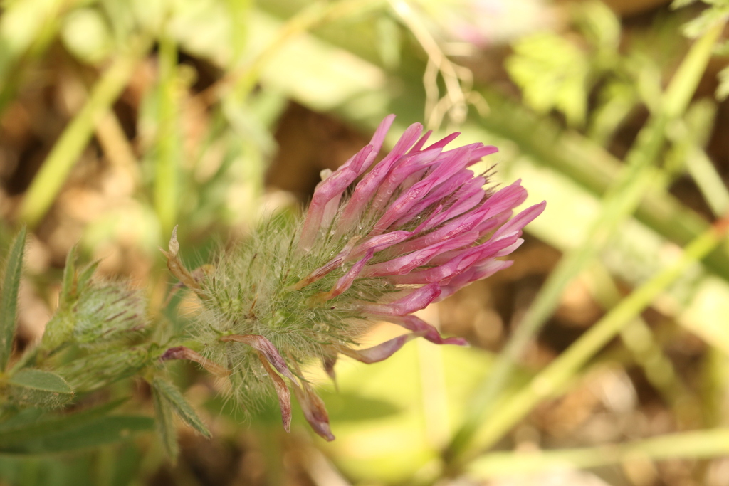 Trifolium purpureum; photograph (c) Chaym Turak, some rights reserved (CC BY-SA)