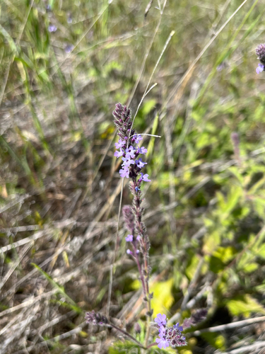 iNaturalist observation photo of western vervain