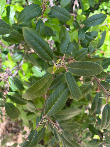 iNaturalist observation photo of coffeeberry