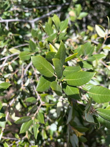 iNaturalist observation photo of canyon live oak