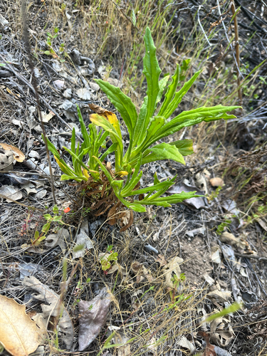 iNaturalist observation photo of California cudweed