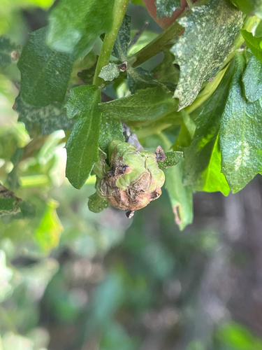iNaturalist observation photo of Coyote Brush Bud Gall Midge