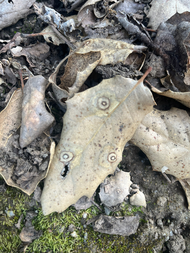 iNaturalist observation photo of Tubakia californica
