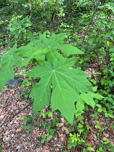 iNaturalist observation photo of bigleaf maple