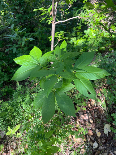 iNaturalist observation photo of California buckeye