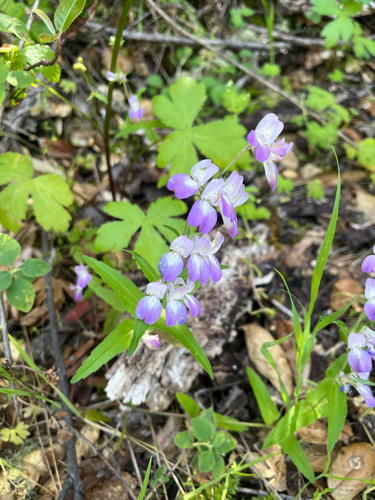 iNaturalist observation photo of Purple Chinese Houses