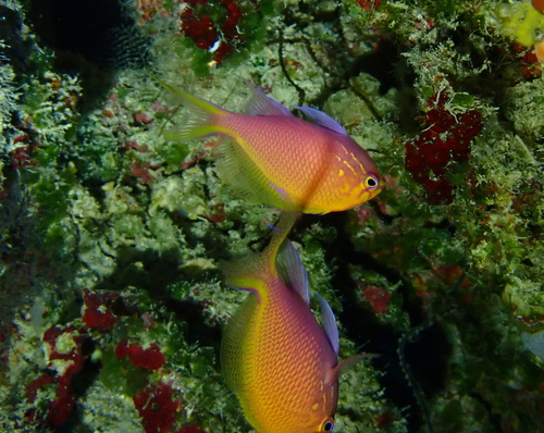 Serranocirrhitus latus observed 2026-04-15