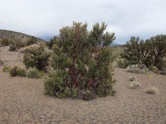 Polylepis tarapacana