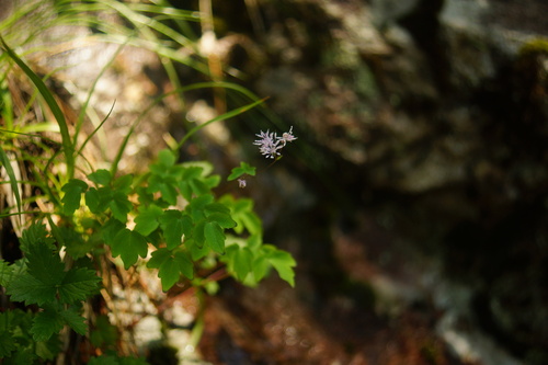 Thalictrum uchiyamae iNat (3)