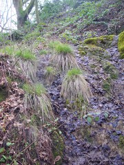 Carex remota