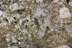 Podarcis muralis