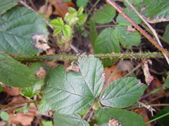 Rubus intensior
