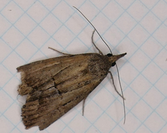 Hypena scabra