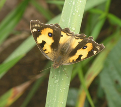 Junonia hierta hierta