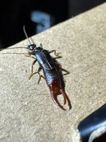 Toothed Earwig
