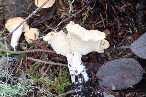 Hedgehog Mushroom — Hydnum repandum