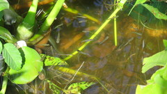 Cnesterodon decemmaculatus