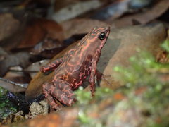 Atelopus flavescens