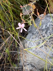 Pelargonium tabulare