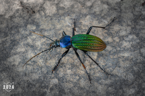 Carabus davidis