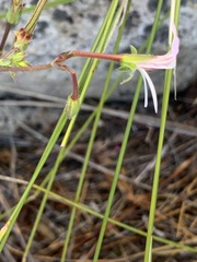 Pelargonium tabulare