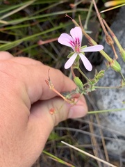 Pelargonium tabulare
