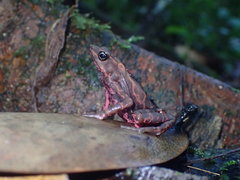 Atelopus flavescens