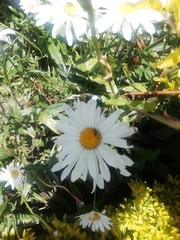 Asteraceae