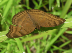 Junonia iphita iphita