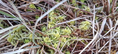 Sphagnum obtusum, 2026-03-21