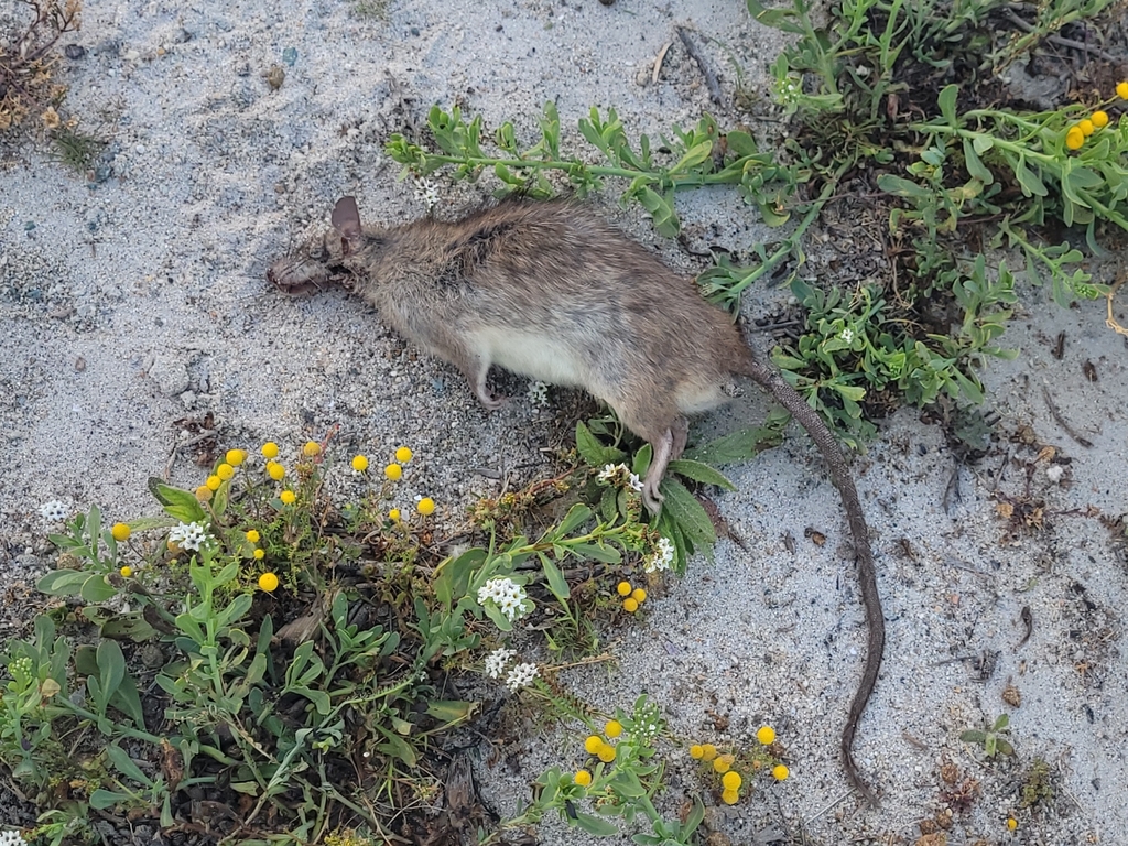 Black Rat from Bonita Long Canyon, Chula Vista, CA, USA on April 19 ...