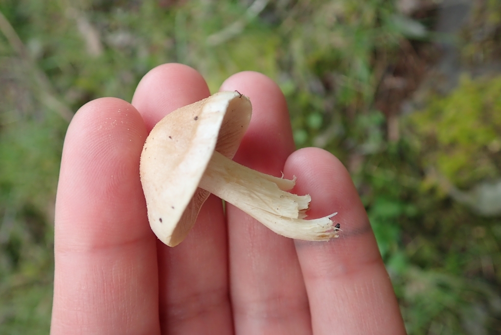 Hebeloma velutipes