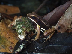 Brilliant-Thighed Poison Frog photo 4