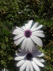 Asteraceae