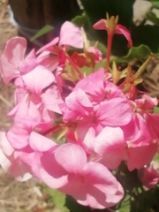 Pelargonium × hybridum