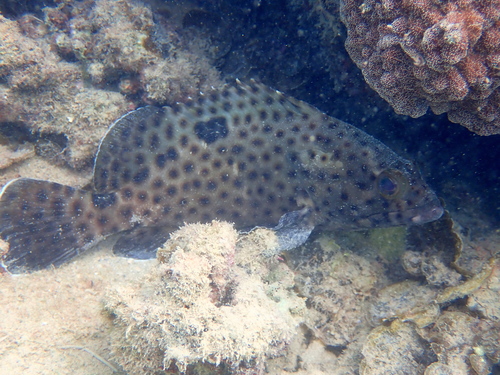Epinephelus howlandi observed 2026-04-20