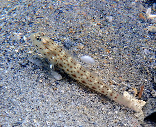 Goudband-garnaalgrondel (Ctenogobiops aurocingulus) — Gobiidae