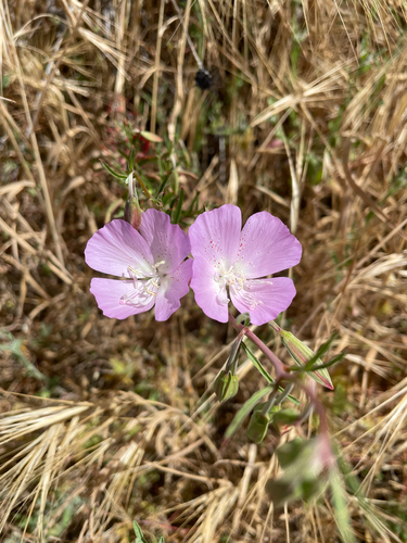 iNaturalist observation photo of Botta's clarkia