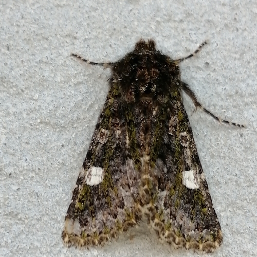 Green-brindled Dot