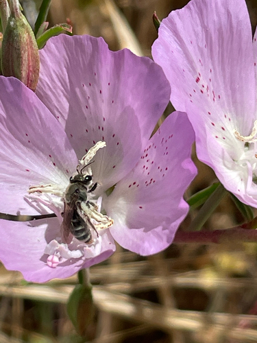 iNaturalist observation photo of Diandrena