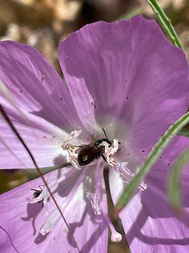 iNaturalist observation photo of Bees