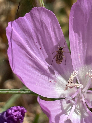 iNaturalist observation photo of True Bugs