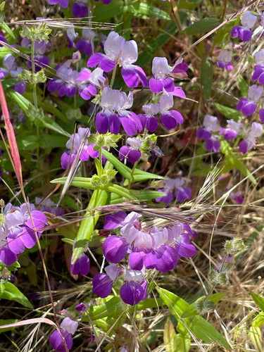 iNaturalist observation photo of Purple Chinese Houses