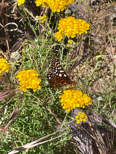 iNaturalist observation photo of Variable Checkerspot