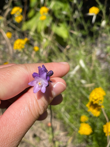 iNaturalist observation photo of blue dicks