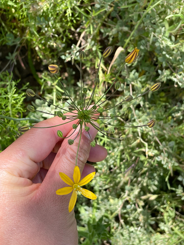 iNaturalist observation photo of goldenstar