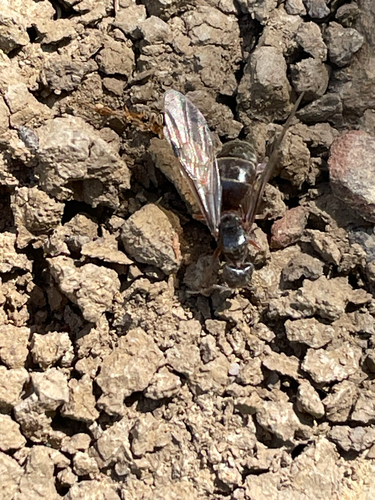 iNaturalist observation photo of Velvety Tree Ants
