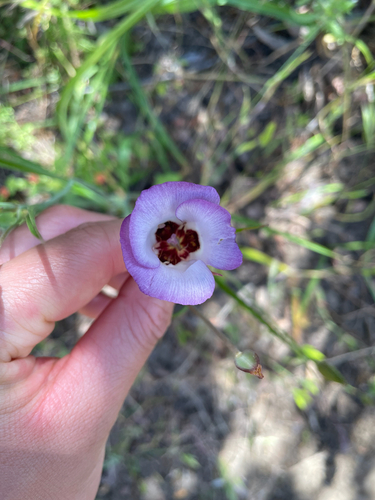 iNaturalist observation photo of Catalina mariposa lily