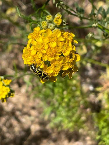 iNaturalist observation photo of Ornate Checkered Beetle