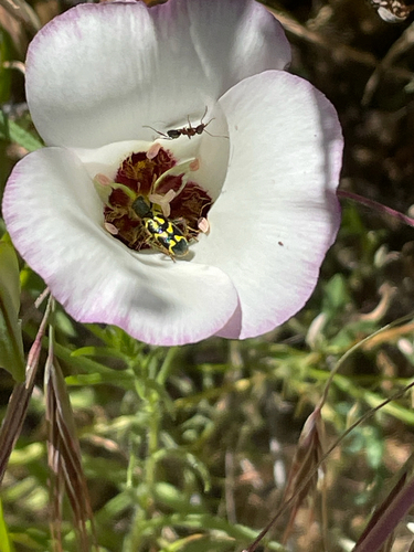 iNaturalist observation photo of Ornate Checkered Beetle